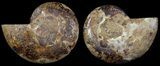 Cut & Polished, Agatized Ammonite Fossil - Jurassic #53806-1